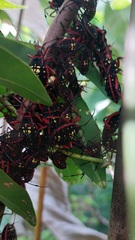Pachylis pharaonis