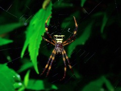 Argiope reinwardti