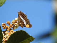 Doxocopa laure laure