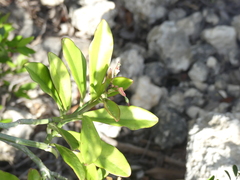Euphorbia tithymaloides