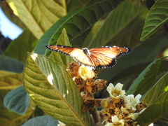 Danaus eresimus montezuma
