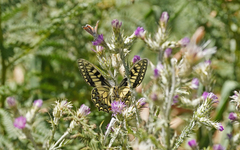 Papilio hospiton