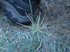 Chloris × subdolichostachya
