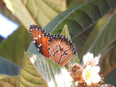Danaus eresimus montezuma