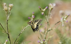 Papilio hospiton