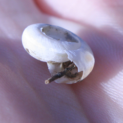 Helicella itala
