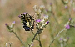 Papilio hospiton