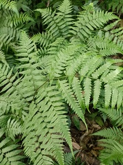 Diplazium taiwanense