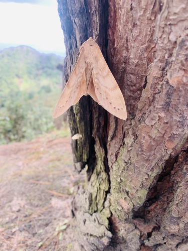 Common Hunter Hawkmoth