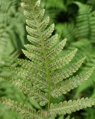 Diplazium taiwanense