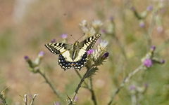 Papilio hospiton