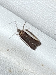 Acleris celiana