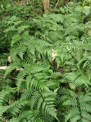 Diplazium taiwanense