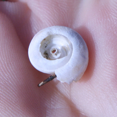 Helicella itala