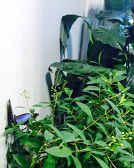 Lepidoptera