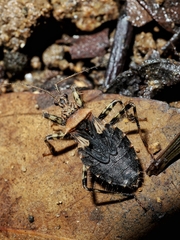 Acanthaspis westermanni