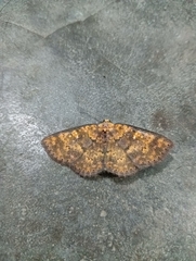 Sarobides inconclusa