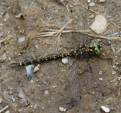 Gomphaeschna furcillata