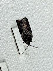 Acleris celiana