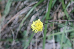 Pilosella officinarum