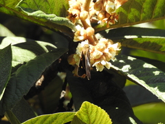 Aguna asander asander