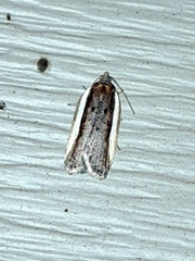 Acleris celiana