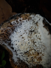 Hypomyces chrysospermus