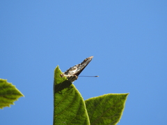 Nymphalidae