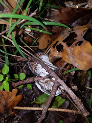 Hypomyces chrysospermus