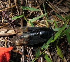 Cryptotympana holsti