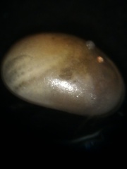Cyprididae