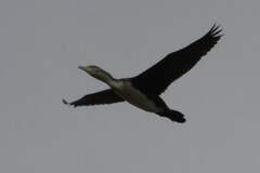 Phalacrocorax carbo lucidus