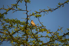 Gymnoris xanthocollis