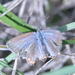 Polyommatus bellargus
