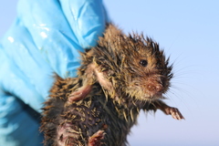 Microtus pennsylvanicus breweri