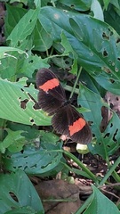 Heliconius
