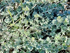 Acmispon argophyllus