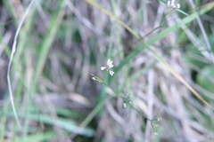 Asperula cynanchica