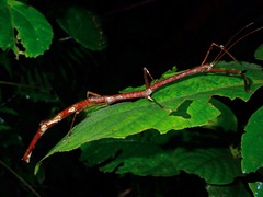 Phenacephorus cornucervi