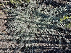 Acmispon argophyllus