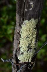 Flavoparmelia soredians