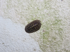 Armadillidium granulatum