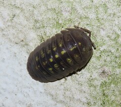 Armadillidium granulatum