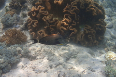 Acanthuridae