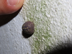 Armadillidium granulatum