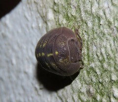 Armadillidium granulatum