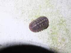 Armadillidium granulatum