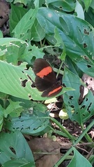 Heliconius