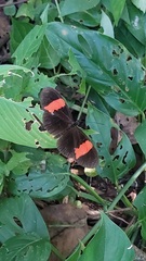 Heliconius