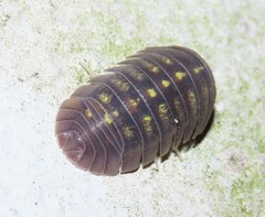 Armadillidium granulatum